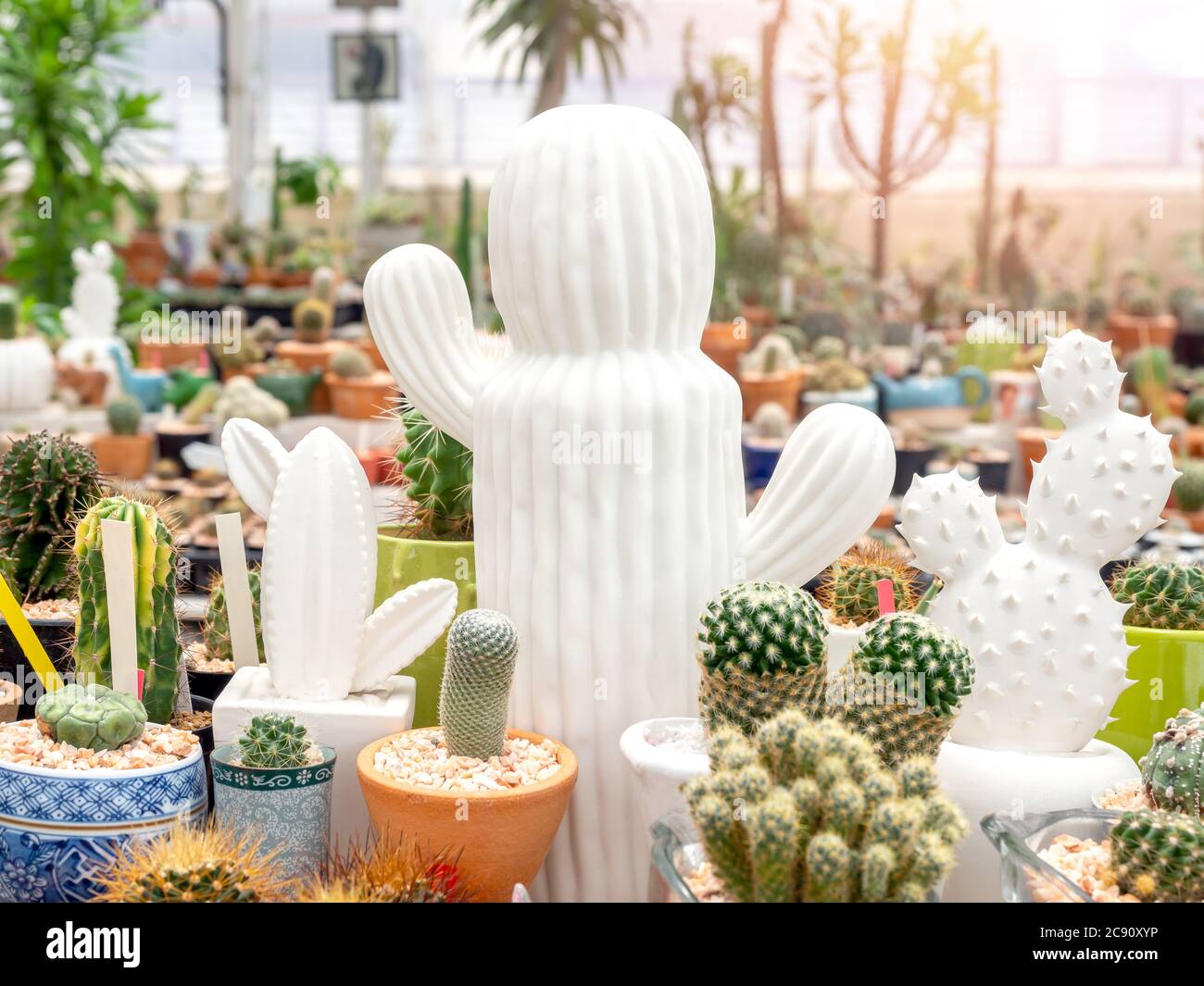 Cactus en céramique blanche avec cactus verts en pots. Divers cactus en  terre cuite et pots en céramique Photo Stock - Alamy