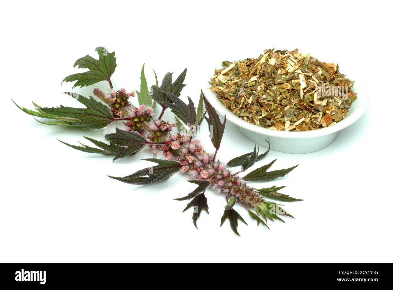 Motherwort, Leonurus cardiaca, queue de lions ou herbe de serrage de coeur. Les extraits de médicaments sont utilisés pour les plaintes de coeur nerveux et pour le traitement de l'hyperth Banque D'Images