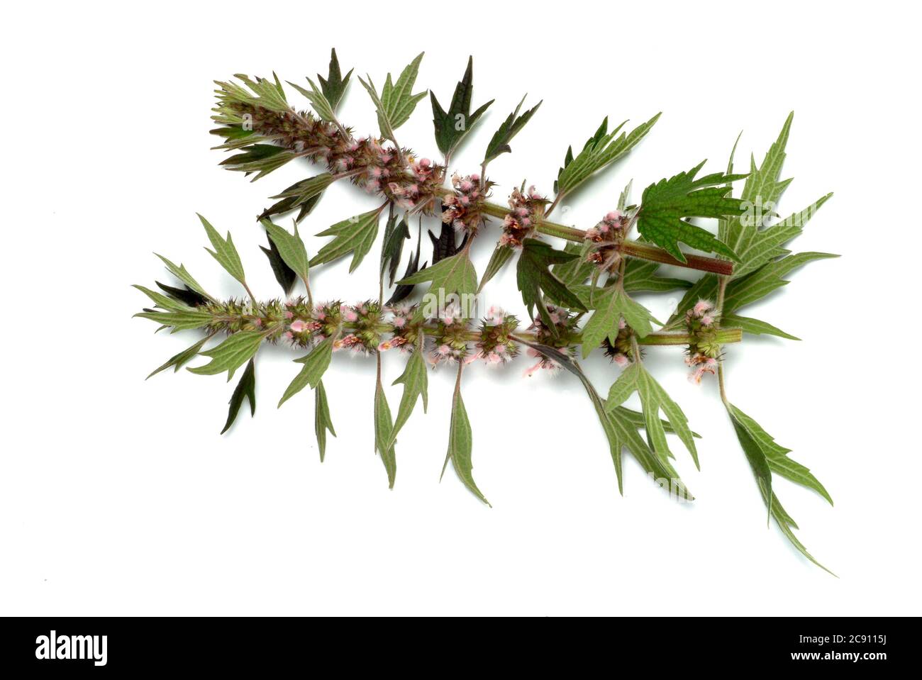 Motherwort, Leonurus cardiaca, queue de lions ou herbe de serrage de coeur. Les extraits de médicaments sont utilisés pour les plaintes de coeur nerveux et pour le traitement de l'hyperth Banque D'Images