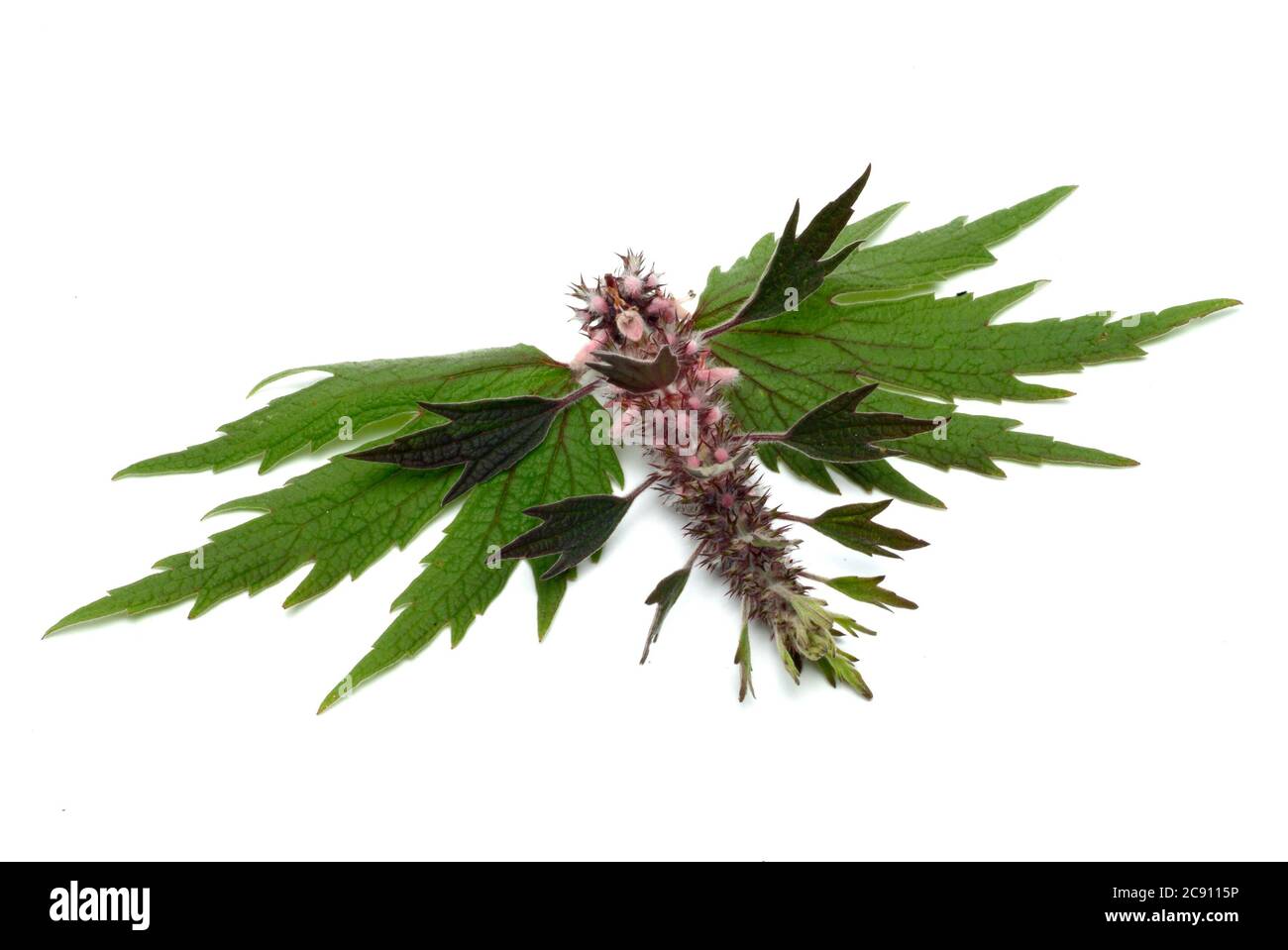 Motherwort, Leonurus cardiaca, queue de lions ou herbe de serrage de coeur. Les extraits de médicaments sont utilisés pour les plaintes de coeur nerveux et pour le traitement de l'hyperth Banque D'Images
