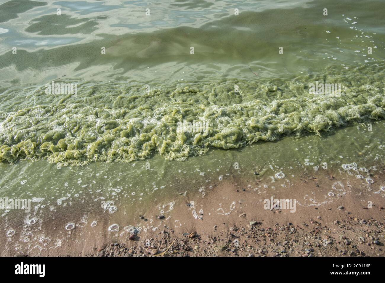 Vagues sur la plage de mer avec de l'eau infestée d'algues. Banque D'Images