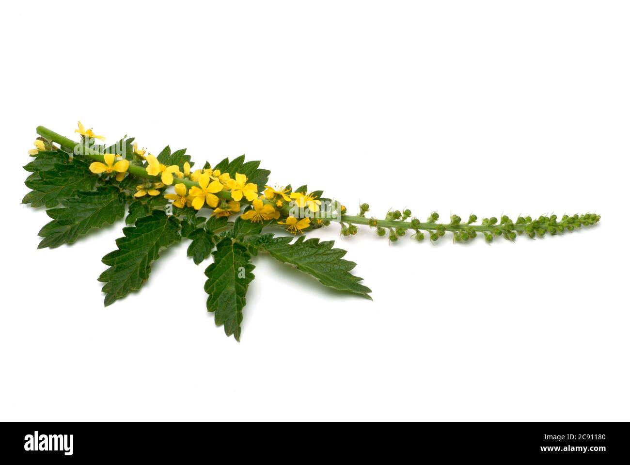 Agrimonie commune, Agrimonia eupatoria, aussi herbes ou Agrimonie. Comme médicament recueilli pendant la floraison et le segment séché Agrimoniae herba servir. Il h Banque D'Images