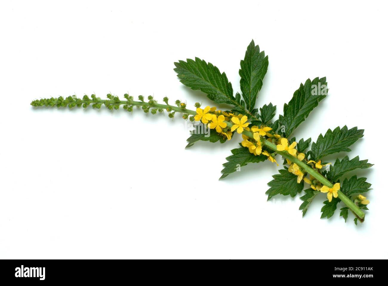 Agrimonie commune, Agrimonia eupatoria, aussi herbes ou Agrimonie. Comme médicament recueilli pendant la floraison et le segment séché Agrimoniae herba servir. Il h Banque D'Images