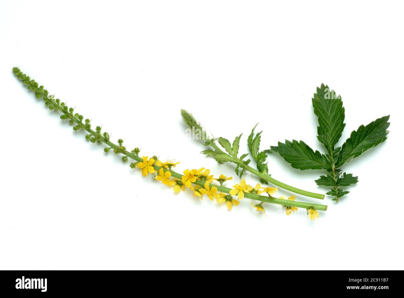 Agrimonie commune, Agrimonia eupatoria, aussi herbes ou Agrimonie. Comme médicament recueilli pendant la floraison et le segment séché Agrimoniae herba servir. Il h Banque D'Images