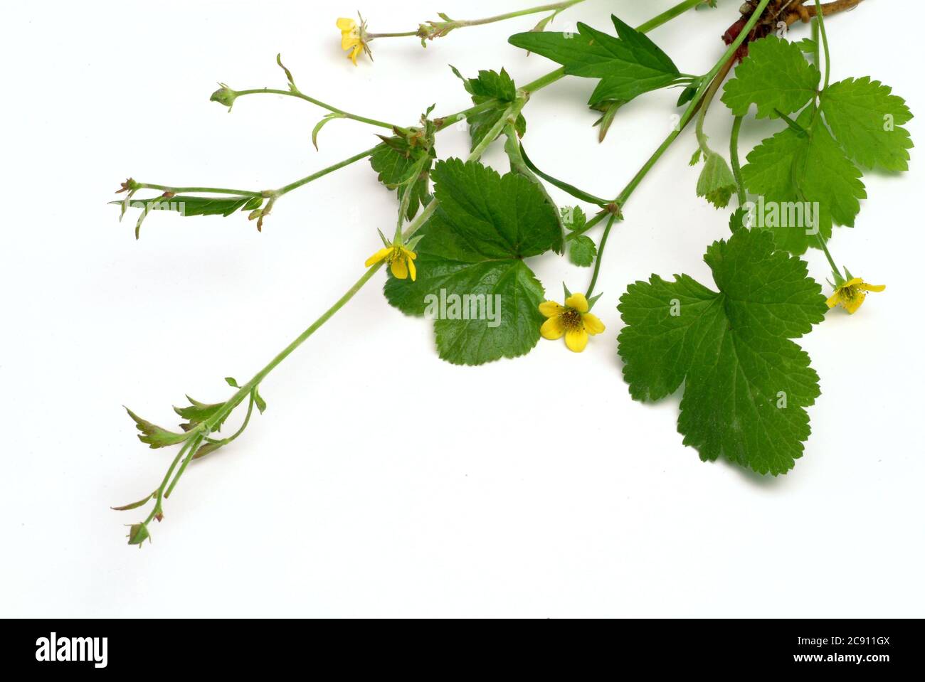 Bloodroot, Potentilla erecta, même Dilledapp, Durmentill, racine de serpent, Rotwurz, dysenterie Wurz, sept doigts ou Tormentill. Blooodroot a astringent, Banque D'Images