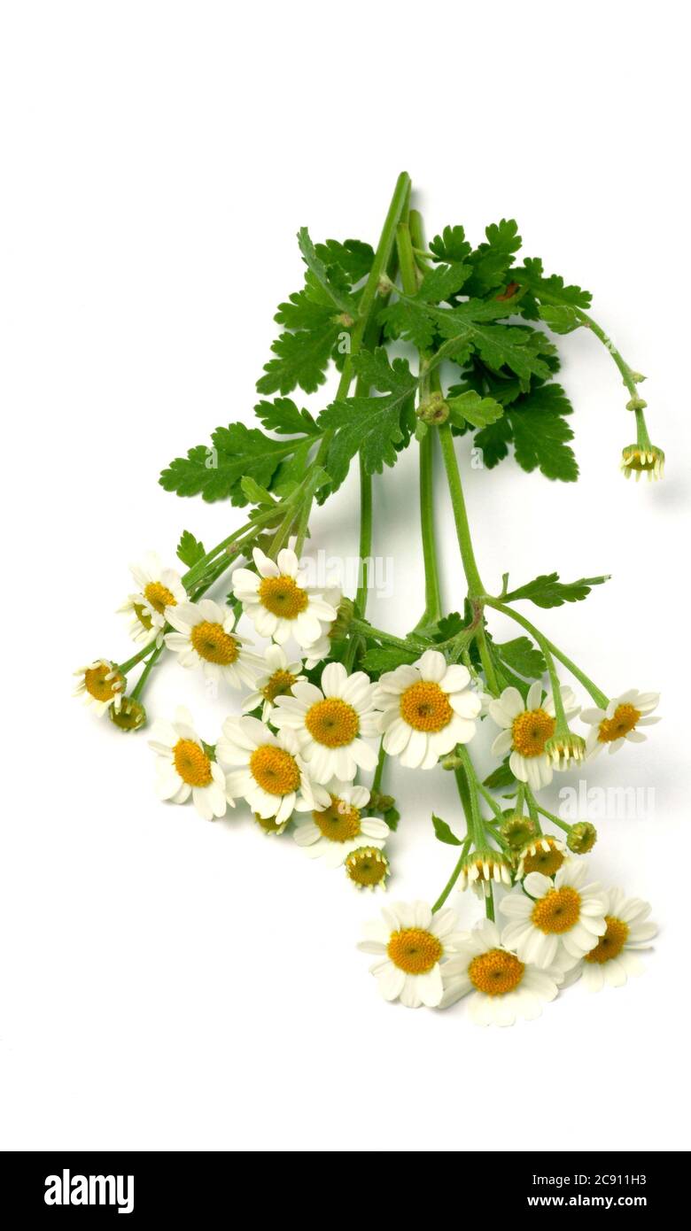 Féverthoum, Tanacetum parthenium, Syn .: Chrysanthemum parthenium. Les autres noms communs sont fausse camomille, camomille ornementale et Feversen. Très peu Banque D'Images