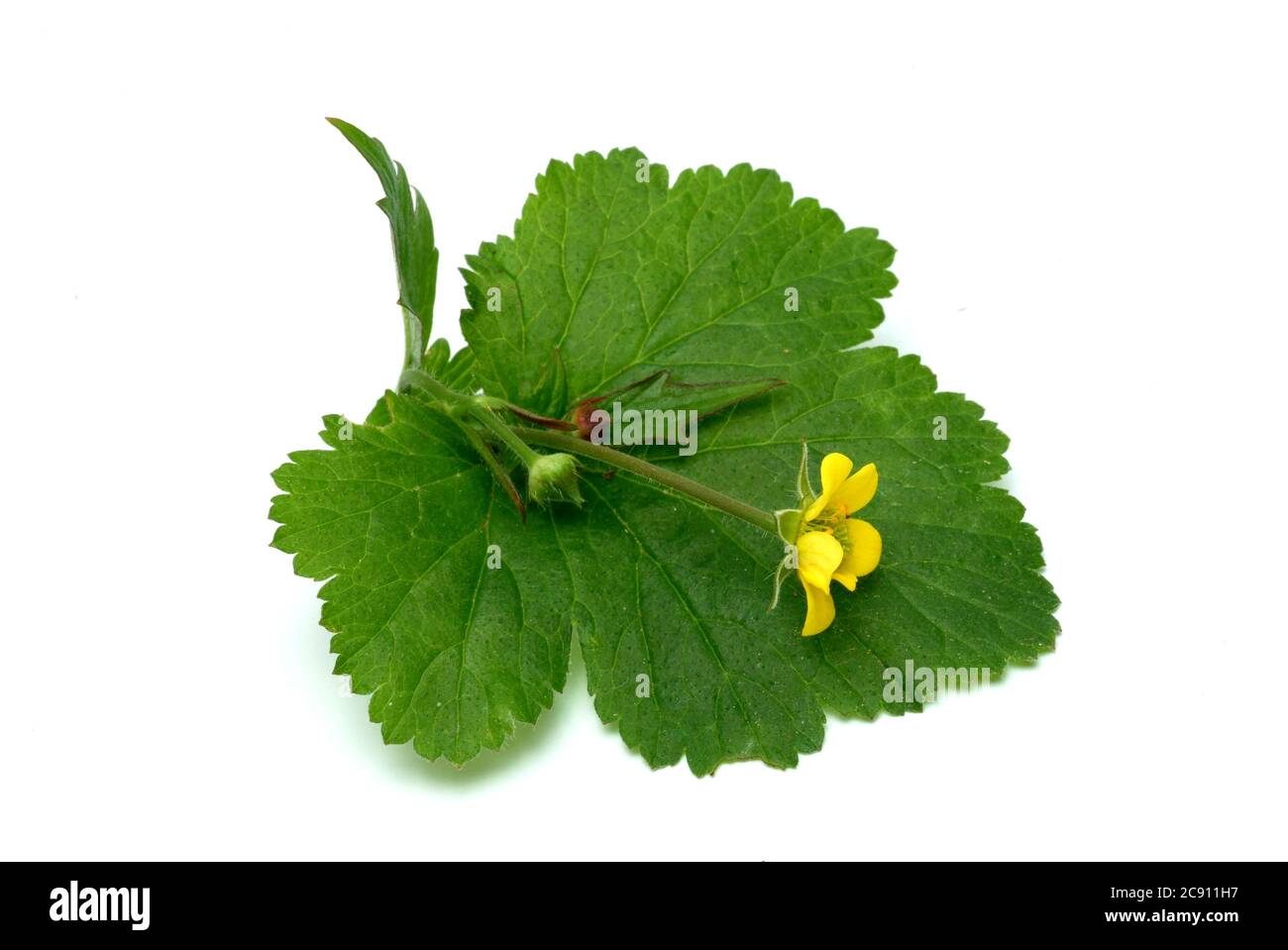 Bloodroot, Potentilla erecta, même Dilledapp, Durmentill, racine de serpent, Rotwurz, dysenterie Wurz, sept doigts ou Tormentill. Blooodroot a astringent, Banque D'Images