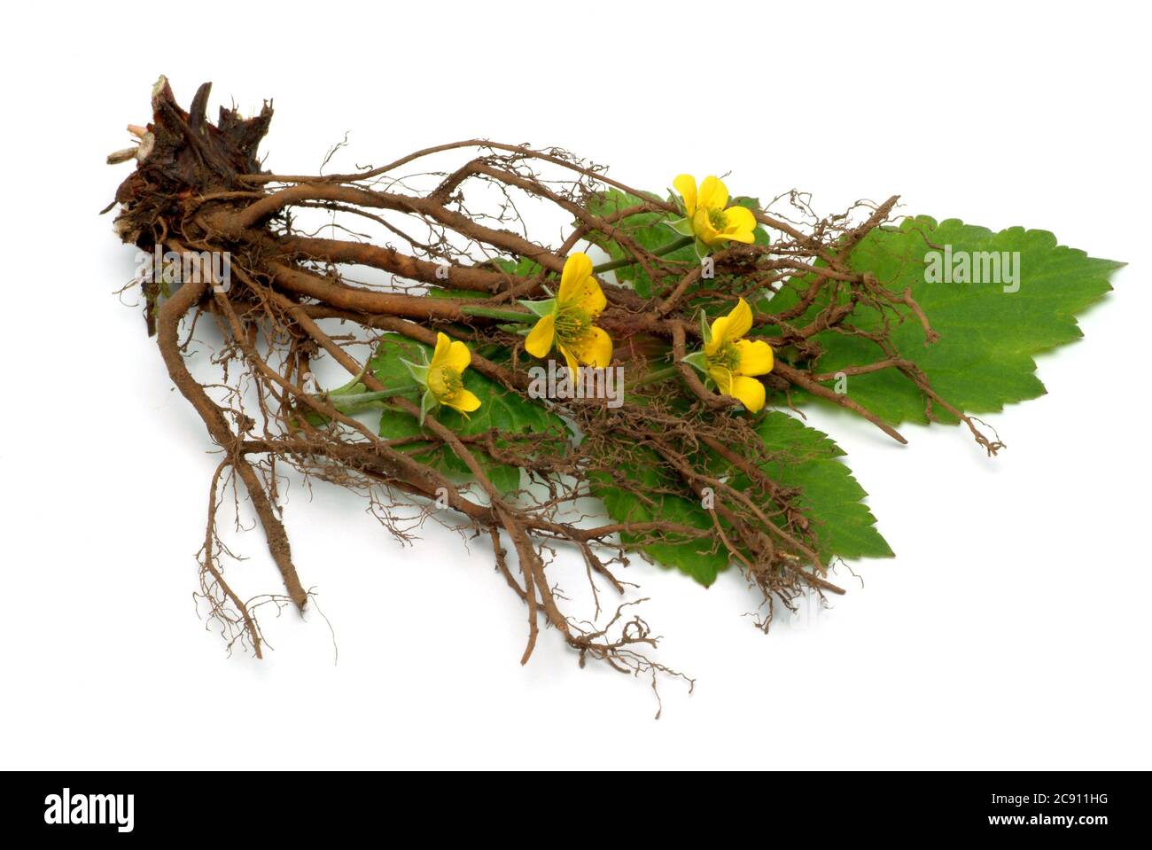 Bloodroot, Potentilla erecta, même Dilledapp, Durmentill, racine de serpent, Rotwurz, dysenterie Wurz, sept doigts ou Tormentill. Blooodroot a astringent, Banque D'Images