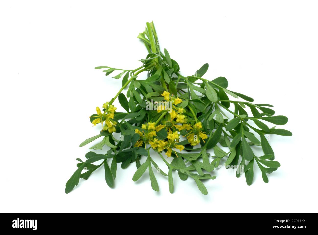 Rue Ruta graveolens. La rue était une plante médicinale très appréciée au Moyen-âge. Il devrait aider dans les maladies des yeux, ainsi que pour les maux d'oreille et le ver Banque D'Images