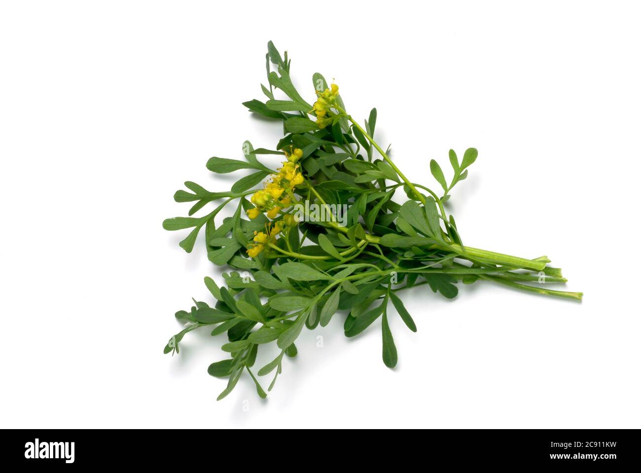 Rue Ruta graveolens. La rue était une plante médicinale très appréciée au Moyen-âge. Il devrait aider dans les maladies des yeux, ainsi que pour les maux d'oreille et le ver Banque D'Images