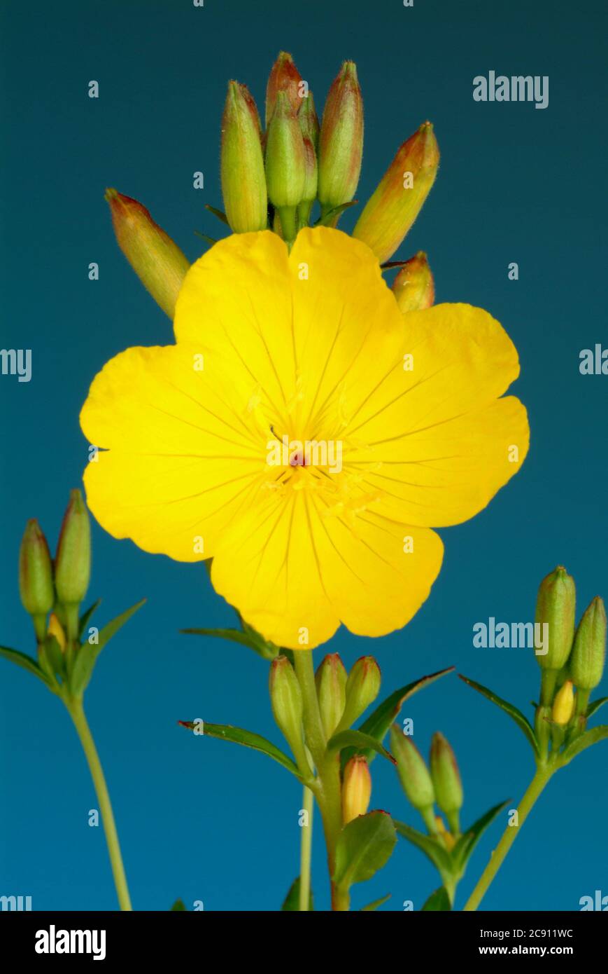 Primrose nocturne commune, Oenothera biennis.Heilpflanze. Usine de pétrole. Applications: Eczéma, dermatite atopique, neuropathie diabétique, Mastodynia / , Geme Banque D'Images