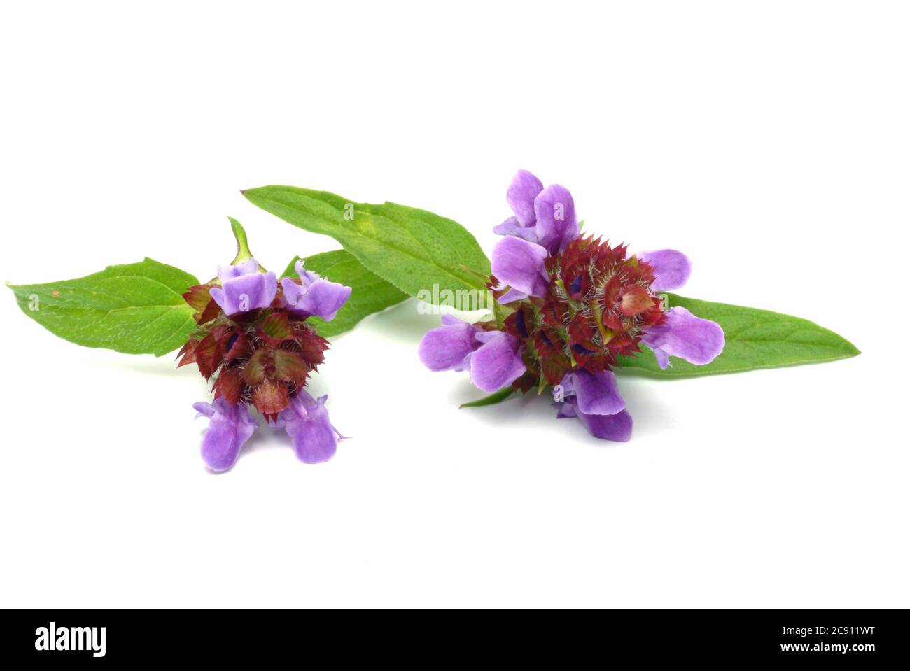 Petit Braunelle même Brunelle, Prunella vulgaris. Plante médicinale: Ses huiles essentielles et tanins sont, entre autres, utilisés contre les maladies respiratoires A. Banque D'Images