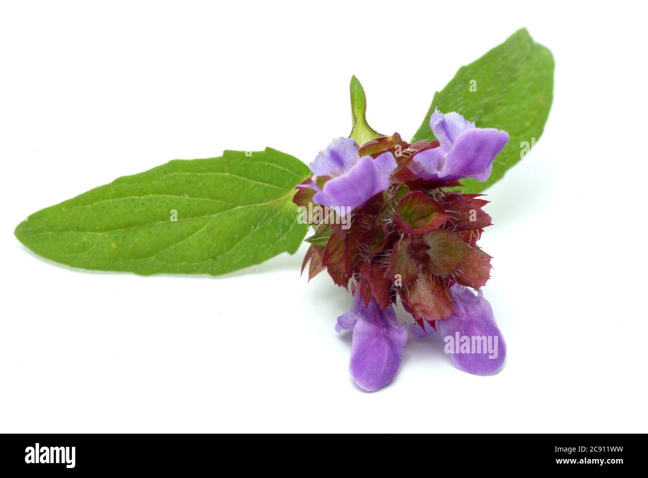 Petit Braunelle même Brunelle, Prunella vulgaris. Plante médicinale: Ses huiles essentielles et tanins sont, entre autres, utilisés contre les maladies respiratoires A. Banque D'Images