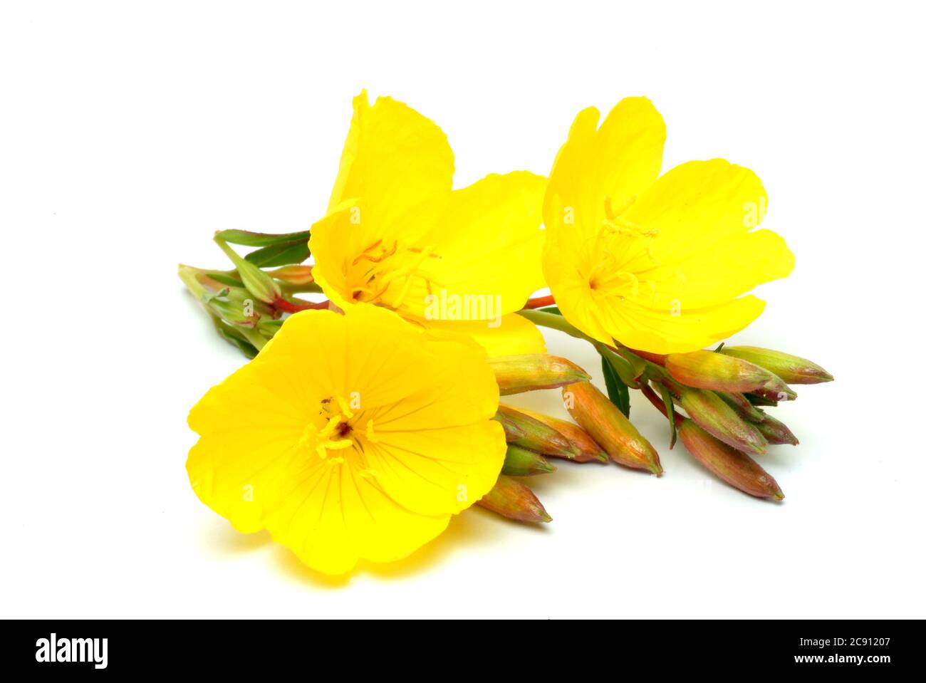 Primrose nocturne commune, Oenothera biennis.Heilpflanze. Usine de pétrole. Applications: Eczéma, dermatite atopique, neuropathie diabétique, Mastodynia / , Geme Banque D'Images