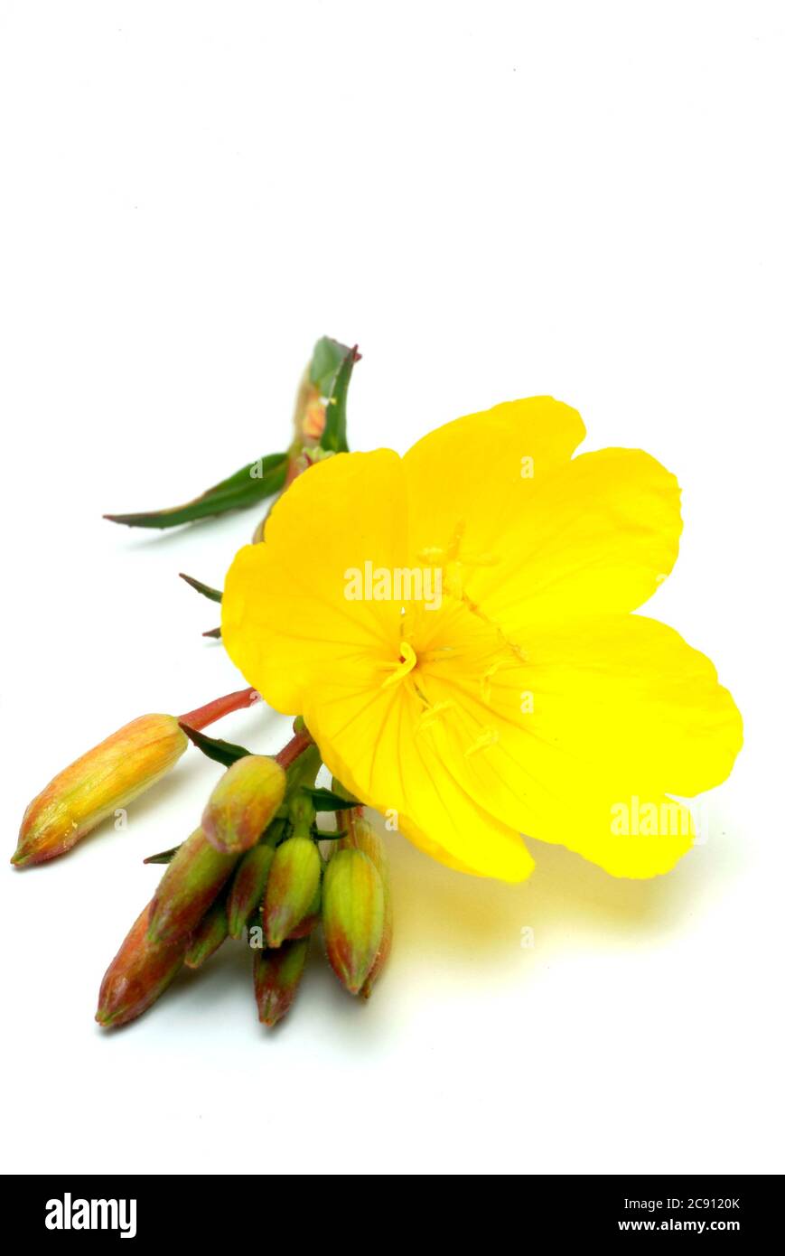 Primrose nocturne commune, Oenothera biennis.Heilpflanze. Usine de pétrole. Applications: Eczéma, dermatite atopique, neuropathie diabétique, Mastodynia / , Geme Banque D'Images