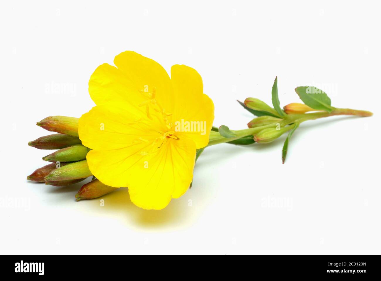 Primrose nocturne commune, Oenothera biennis.Heilpflanze. Usine de pétrole. Applications: Eczéma, dermatite atopique, neuropathie diabétique, Mastodynia / , Geme Banque D'Images