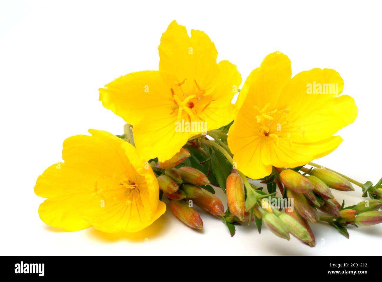 Primrose nocturne commune, Oenothera biennis.Heilpflanze. Usine de pétrole. Applications: Eczéma, dermatite atopique, neuropathie diabétique, Mastodynia / , Geme Banque D'Images