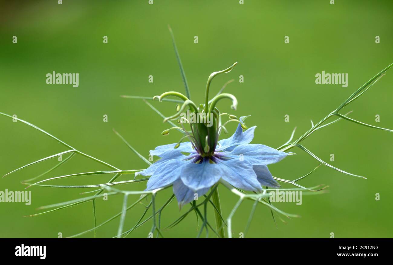 Nigella sativa, Nigella sativa. Depuis plus de 2,000 ans, le cumin noir est utilisé en Orient comme épice et médicament de type poivre. Huile de cumin pure noire Banque D'Images