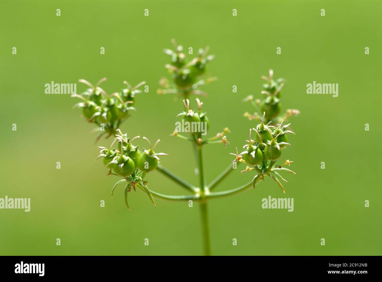 Fruits verts non mûrs de coriandre, feuille de coriandre, coriandre, Coriandrum sativum, épice, plante médicinale: La coriandre place depuis l'époque de l'Egyp antique Banque D'Images