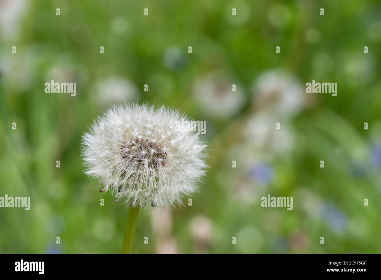 Fleurs de pissenlit blanc en gros plan sur un fond vert naturel par une journée ensoleillée d'été. Plante allergène. Banque D'Images