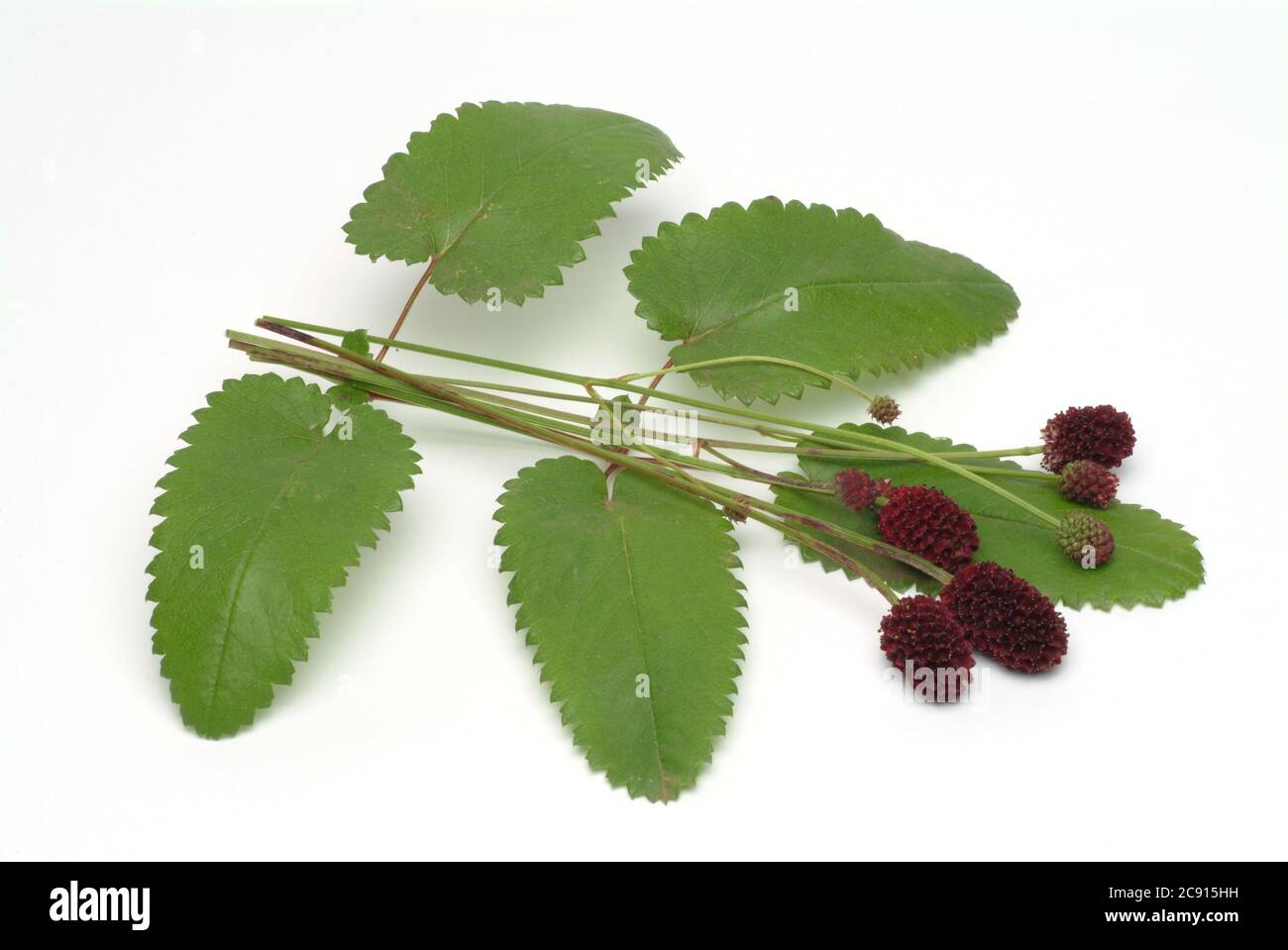 Grand burnett, Sanguisorba officinalis, également Gross-Burnett. En médecine de fines herbes le Grand Burnett a la réputation d'être un bon styptic. Dans de nombreux domaines Banque D'Images