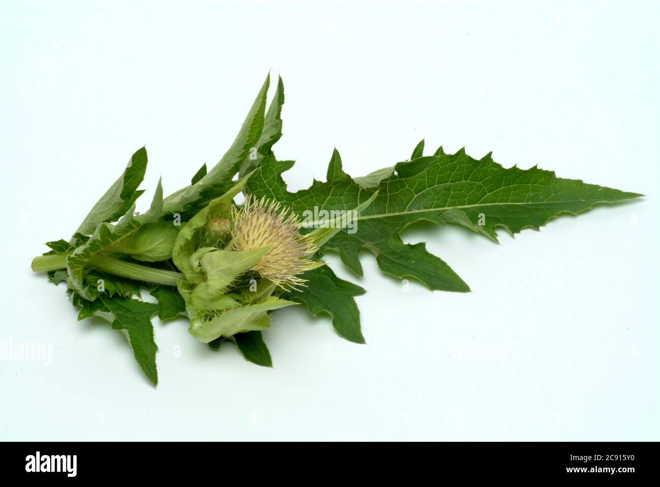 ' Thistle de chou, Thistle de chou, Cirsium oleraceum. En Europe de l'est et en Sibérie, il est utilisé comme plante végétale, cultivée au Japon pour cette pu Banque D'Images