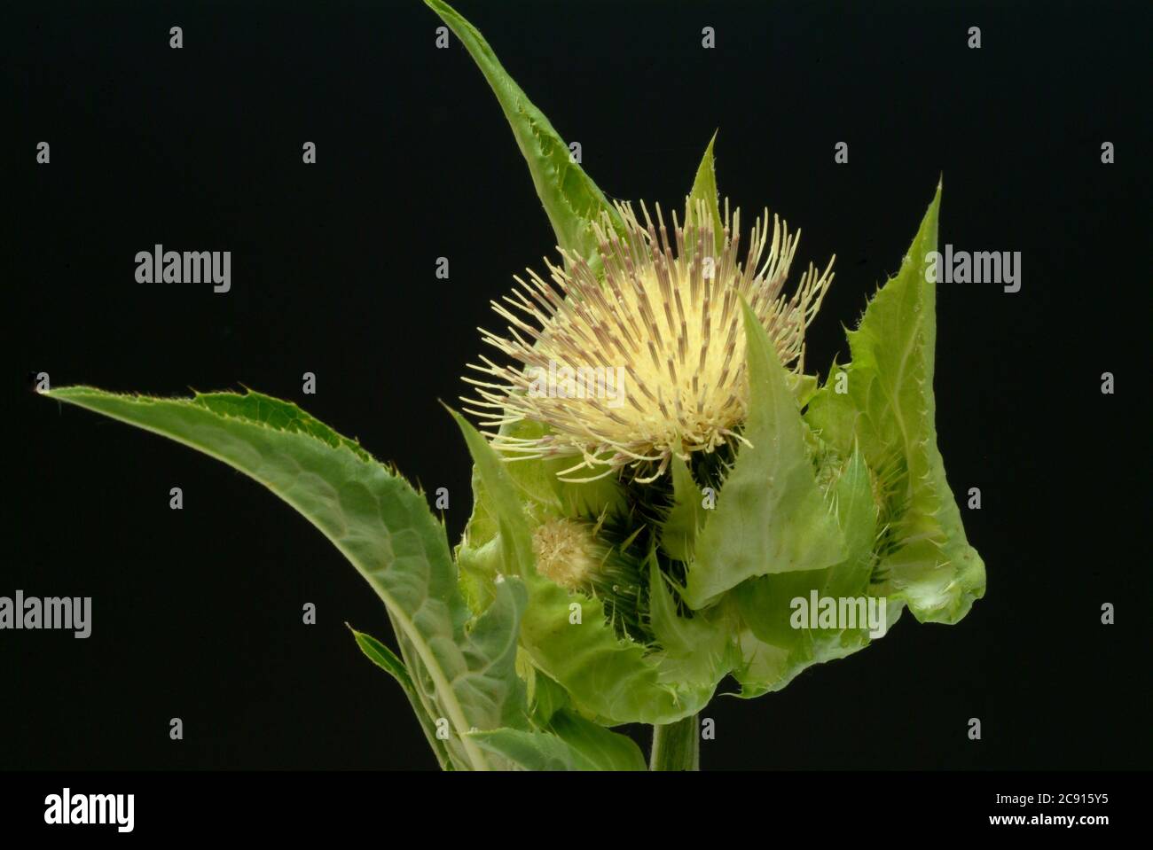 ' Thistle de chou, Thistle de chou, Cirsium oleraceum. En Europe de l'est et en Sibérie, il est utilisé comme plante végétale, cultivée au Japon pour cette pu Banque D'Images