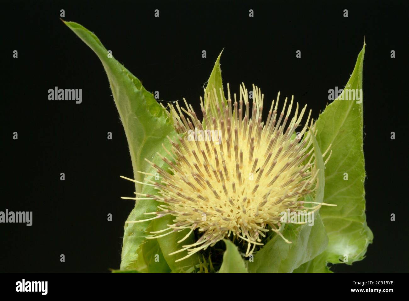 ' Thistle de chou, Thistle de chou, Cirsium oleraceum. En Europe de l'est et en Sibérie, il est utilisé comme plante végétale, cultivée au Japon pour cette pu Banque D'Images