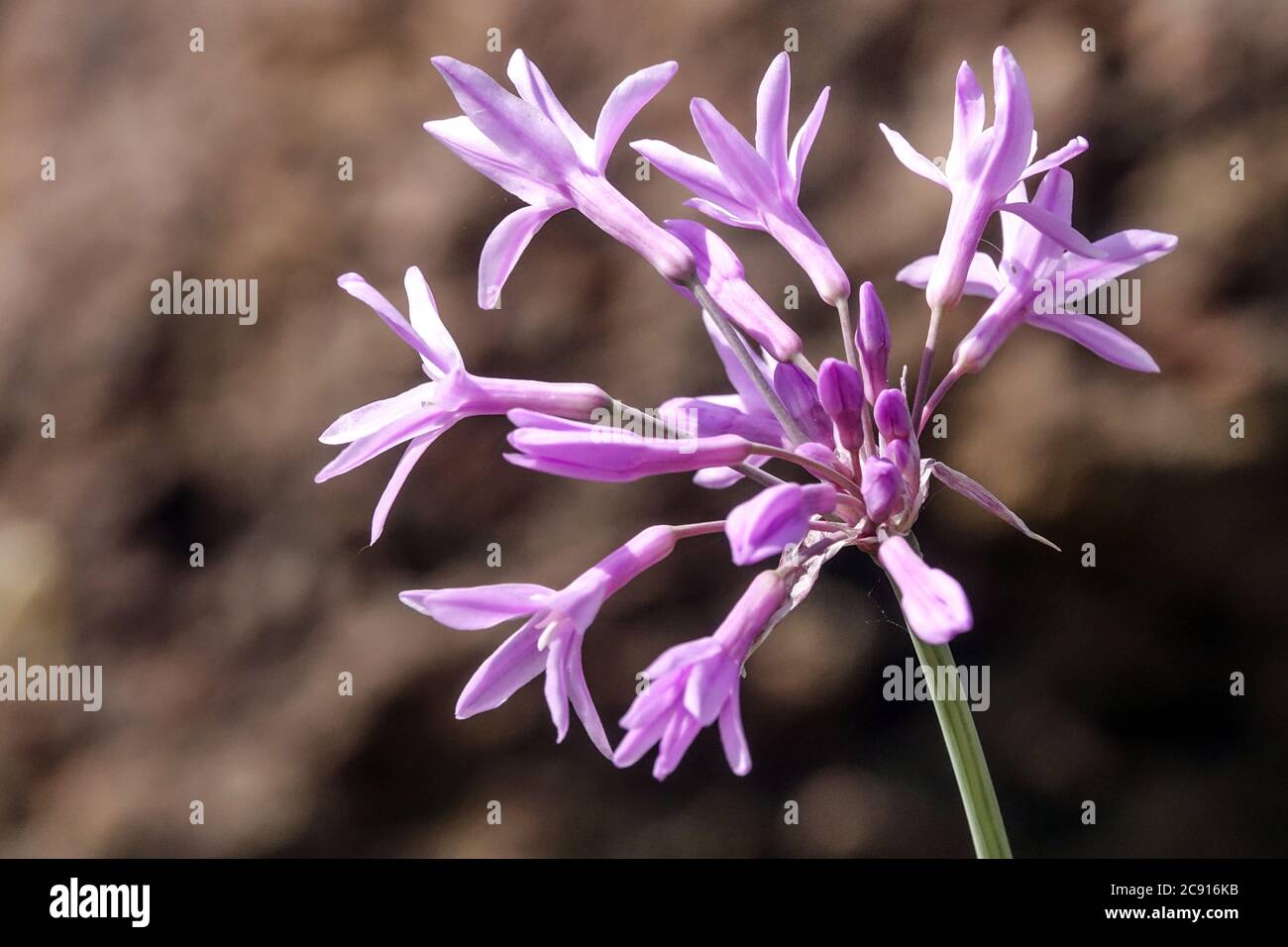 Cépage de la Société ail Tulbaghia violacea 'Silver Lace', Tulbaghia 'Silver Lace' Banque D'Images