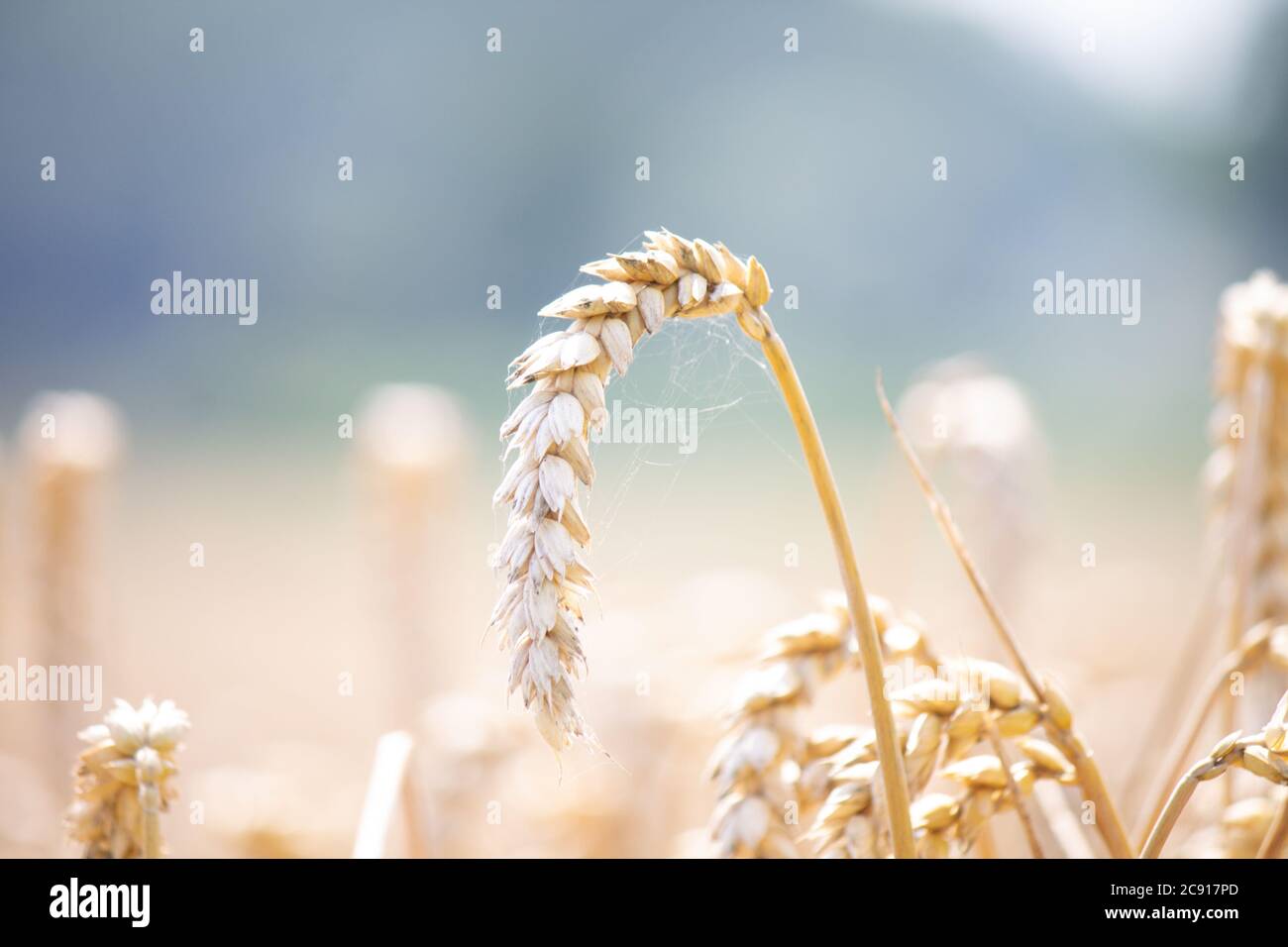 Dans les champs Banque D'Images