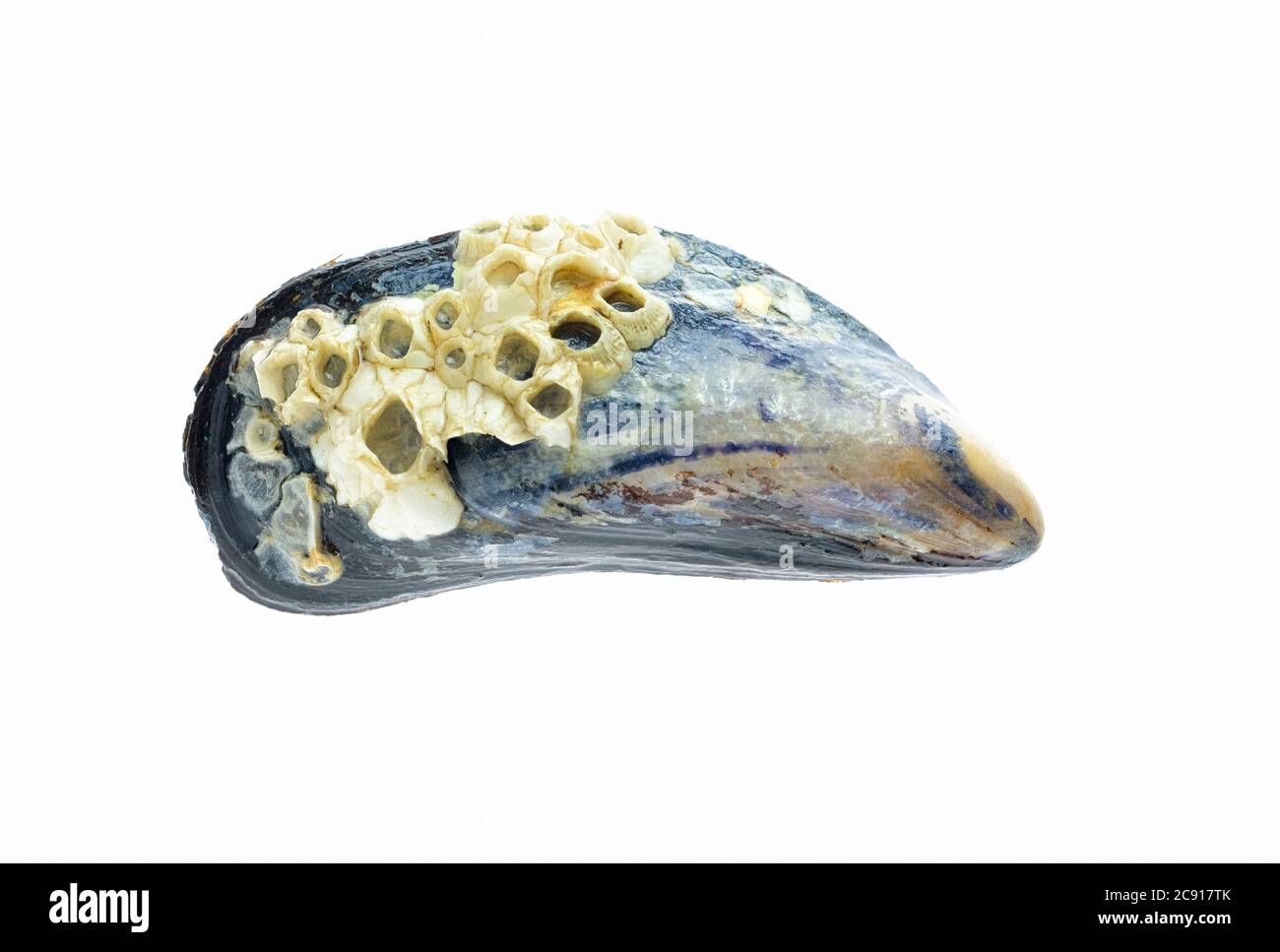 Les coquilles de Semibalanus balanoides, l'espèce boreo-arctique de barnacle d'corne sur une coquille de moule bleue, Mytilus edulis. Arrière-plan blanc Banque D'Images