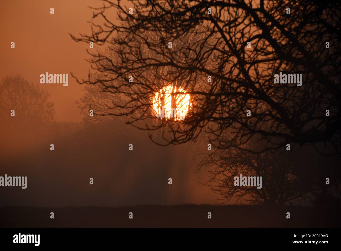 Le soleil se lève derrière les arbres dans cette photo prise un matin froid d'hiver Banque D'Images