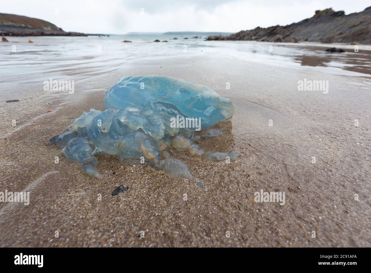 Méduses à canon, Rhizostoma pulmo, délavé sur la plage West angle, dans le sud du Pembrokeshire, au pays de Galles, au Royaume-Uni. Banque D'Images