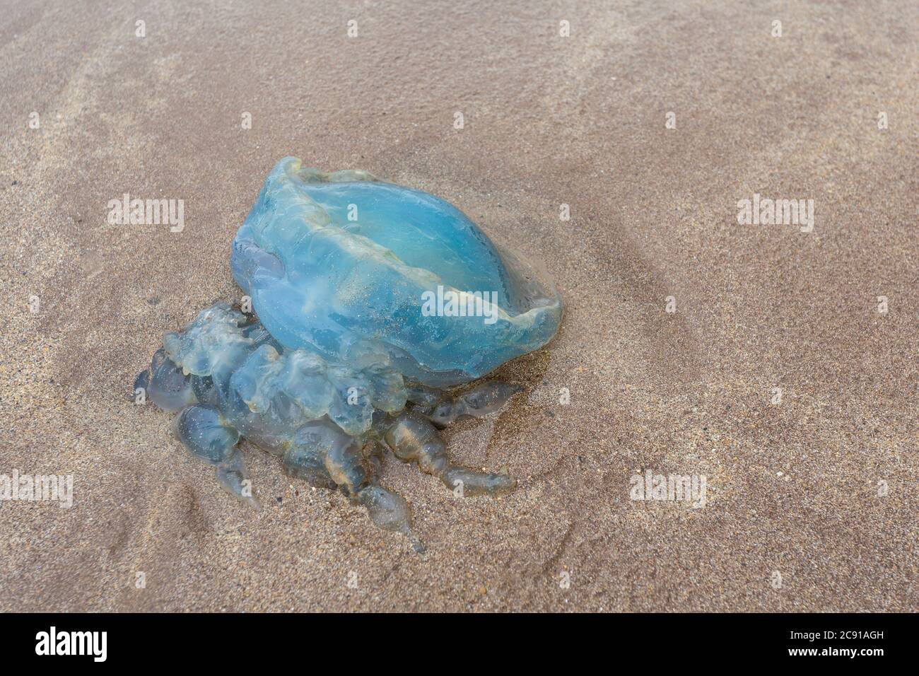 Méduses à canon, Rhizostoma pulmo, délavé sur la plage West angle, dans le sud du Pembrokeshire, au pays de Galles, au Royaume-Uni. Banque D'Images