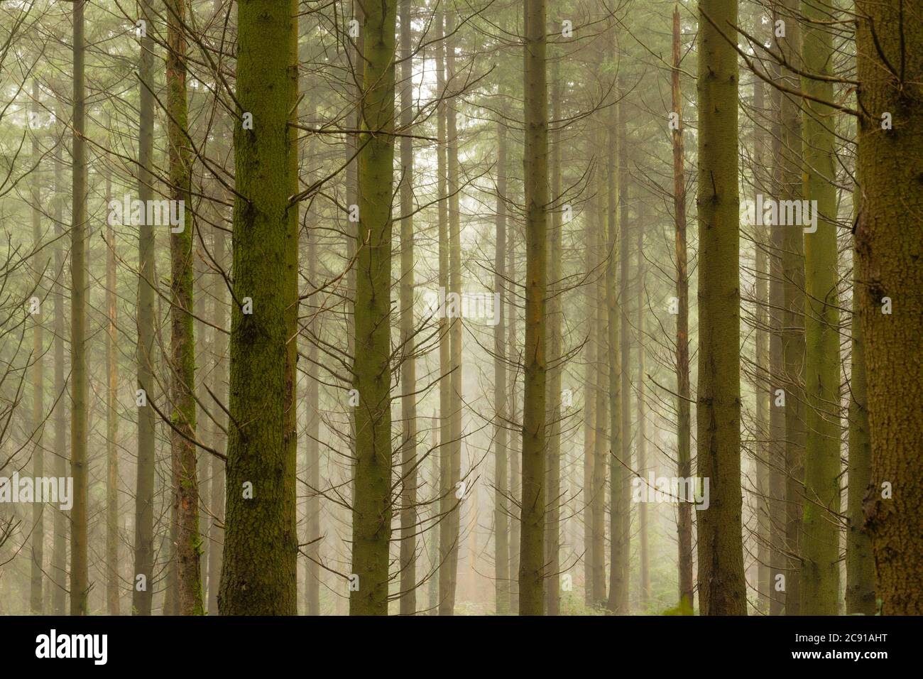 Épinette de Sitka, Picea sitchensis, plantation, vallée de Wye, Monbucshire, pays de Galles Banque D'Images