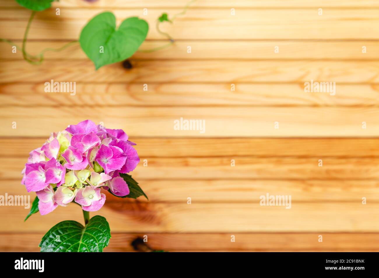 Hydrangea rose sur fond de clôture en bois. Hydrangea macrophylla, rose hortensia fleur buisson espace de copie. Maison de fleurs sur balcon, véranda de jardin Banque D'Images