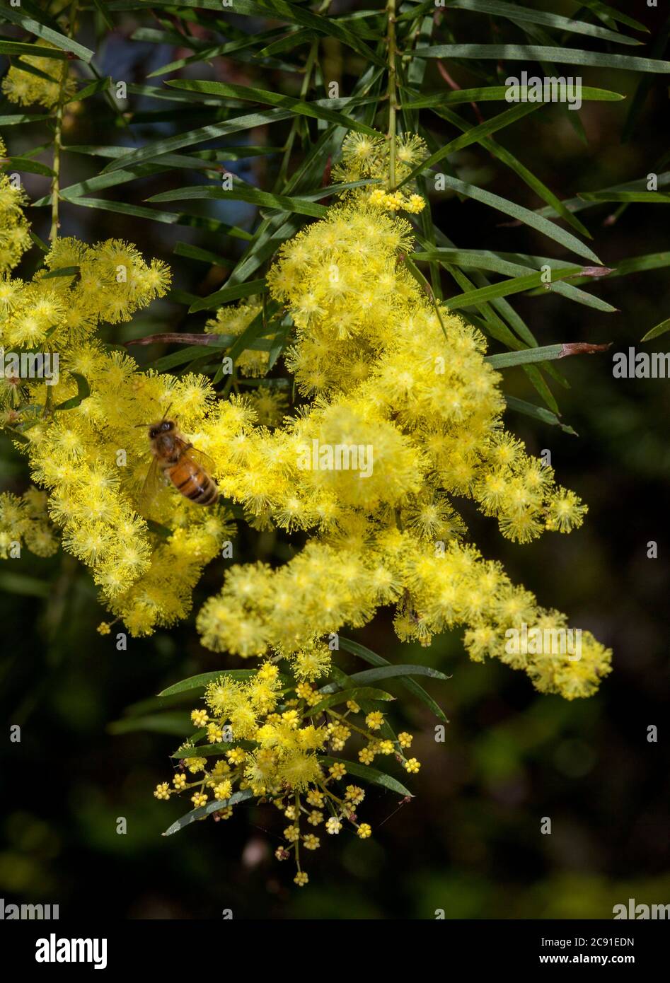 Acacia fimbriata, Brisbane Wattle, avec abeille parmi un groupe de fleurs jaunes vives de plantes indigènes à feuilles persistantes résistantes à la sécheresse, fleurs sauvages australiennes Banque D'Images