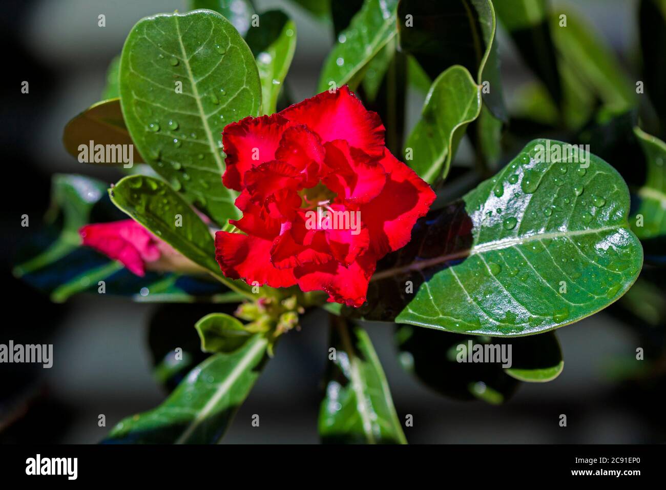 Double fleur rouge vif de plante succulente tolérante à la sécheresse, Adenium obesum, Desert Rose, entourée de feuilles vert foncé avec des gouttes de pluie Banque D'Images