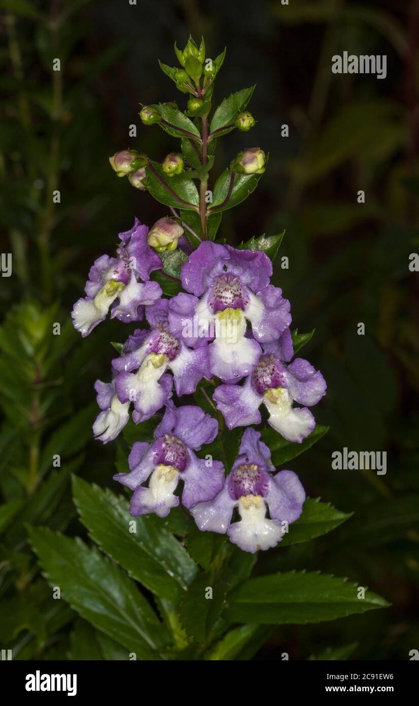 Mauve et fleurs blanches de l'Angelonia augustifolia 'Angel face', plante vivace à feuilles persistantes, avec un fond de feuillage vert foncé en Australie Banque D'Images