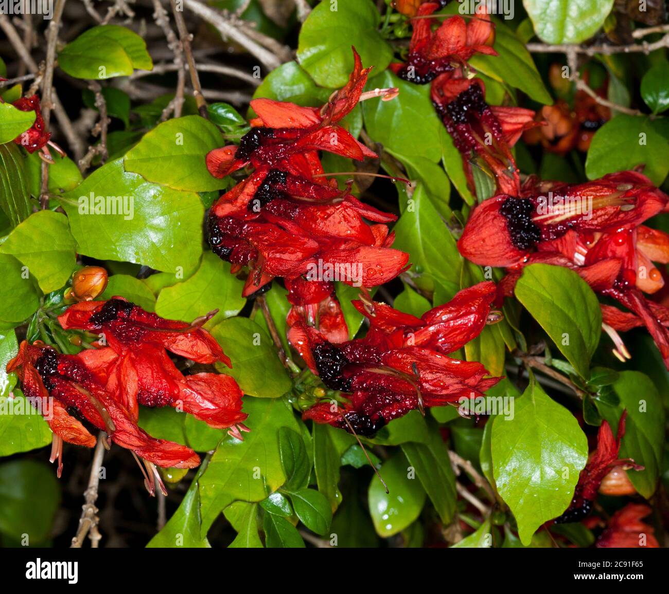 Grappes de fleurs rouges / orange vives et feuillage vert vif d'arbustes à feuilles persistantes tolérants à la sécheresse, Ruttya fruticosa, bouche Jammy en Australie Banque D'Images