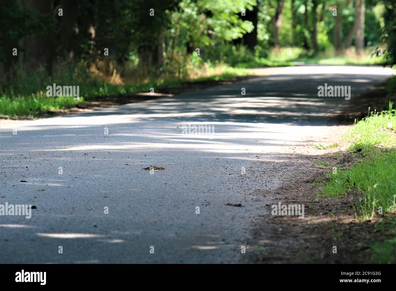 Chemin en béton avec arbres sur le côté de la route et à l'ombre Banque D'Images