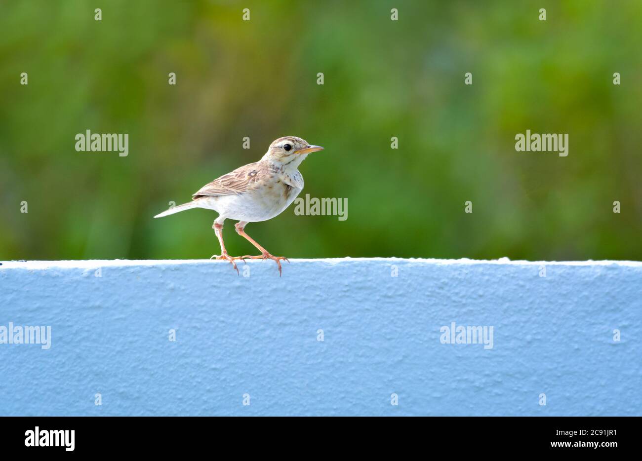 Le paddyfield pipit ou Oriental pipit est un petit oiseau de passereau de la famille pipit et Wagtail. C'est un éleveur résident dans le broussailles ouvert, herbage. Banque D'Images