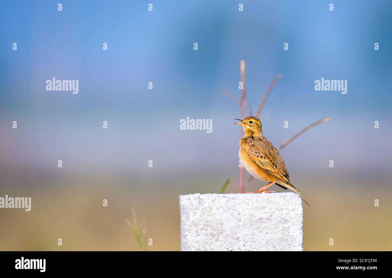 Le paddyfield pipit ou Oriental pipit est un petit oiseau de passereau de la famille pipit et Wagtail. C'est un éleveur résident dans le broussailles ouvert, herbage. Banque D'Images