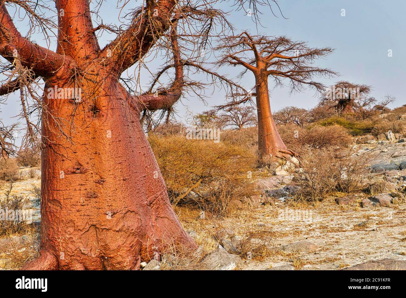Le Baobab, Adansonia digitata, Kubu Island, mer Blanche de sel, Lekhubu, Makgadikgadi Pans National Park, Botswana, Africa Banque D'Images