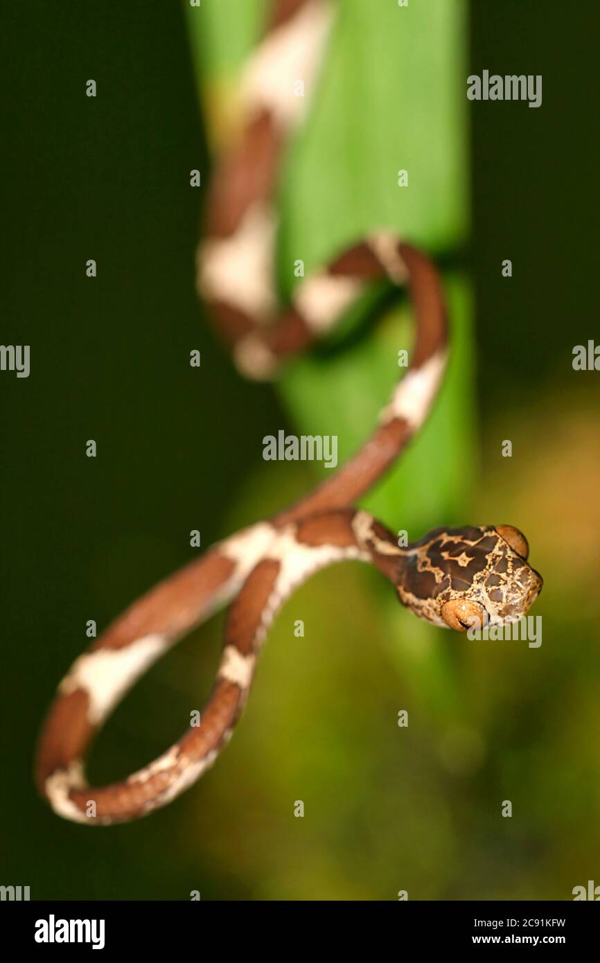 blunt headed tree snake alamy stock photo blunt headed tree snake alamy stock photo