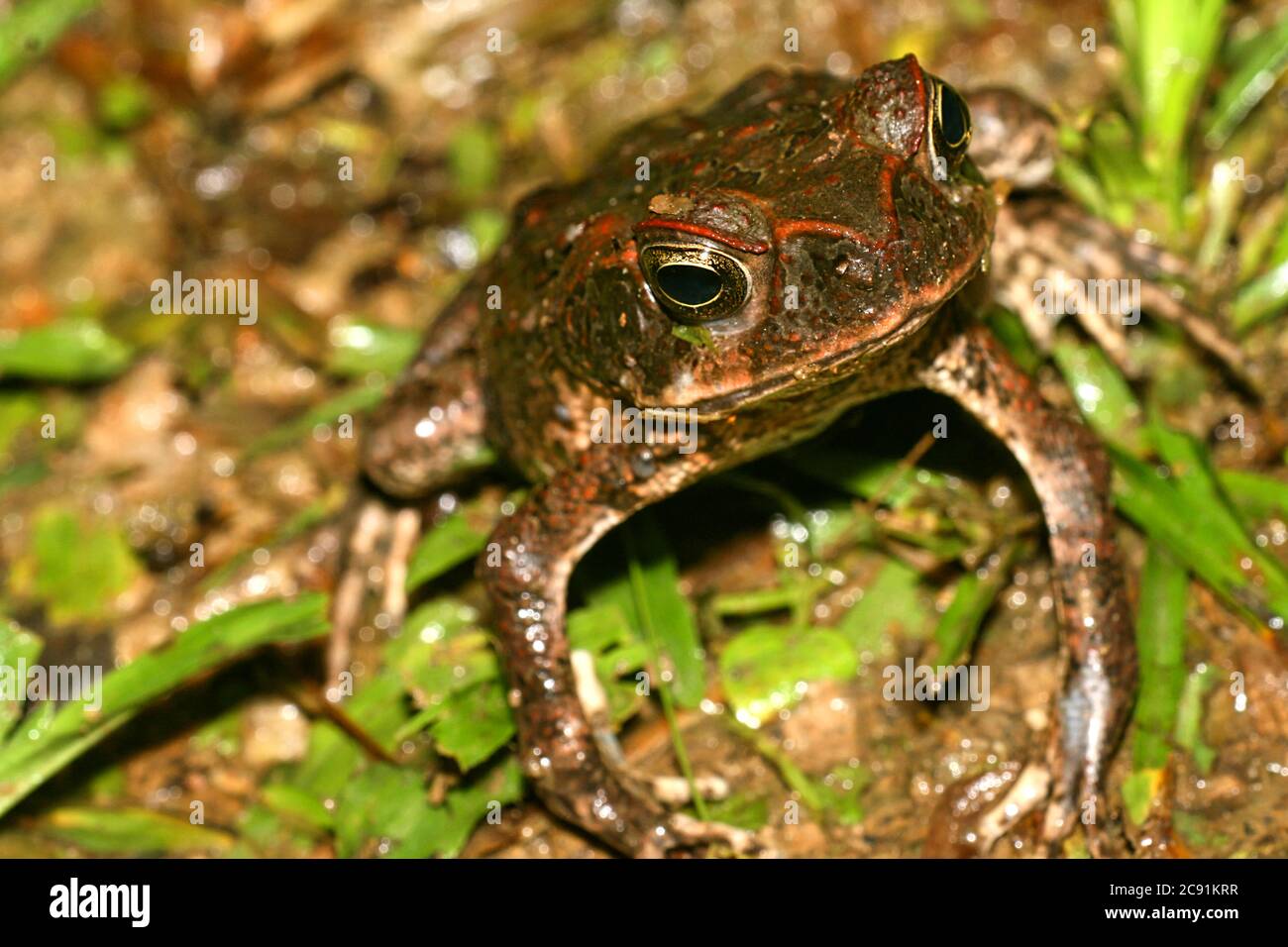 Toad tropical, forêt tropicale, bassin de la rivière Napo, forêt amazonienne, Amazonie, Equateur, Amérique Banque D'Images