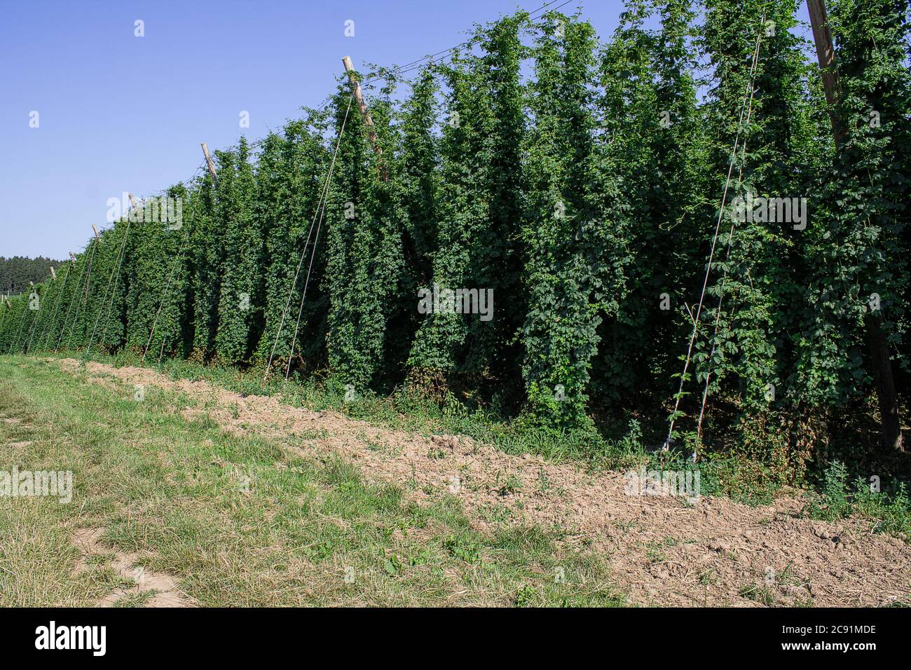 Hop jardin paysage. Les vivaces du saut ont déjà grandi. Les cônes de houblon ne sont pas encore matures. Vous pouvez voir de nombreuses variétés de houblon ici. Banque D'Images