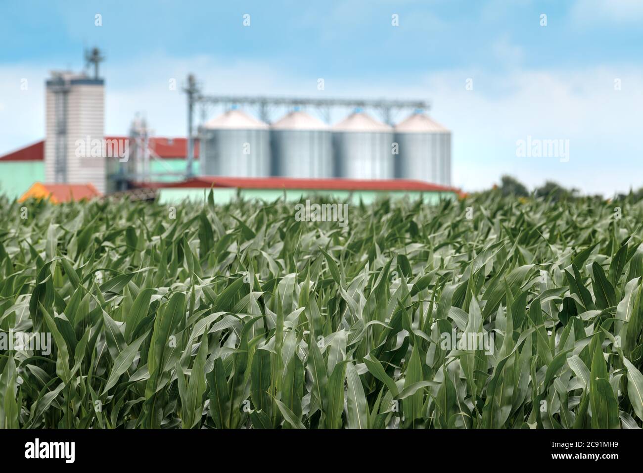 Champ de maïs cultivé avec silo de stockage de grain en arrière-plan, image de foyer sélectif Banque D'Images