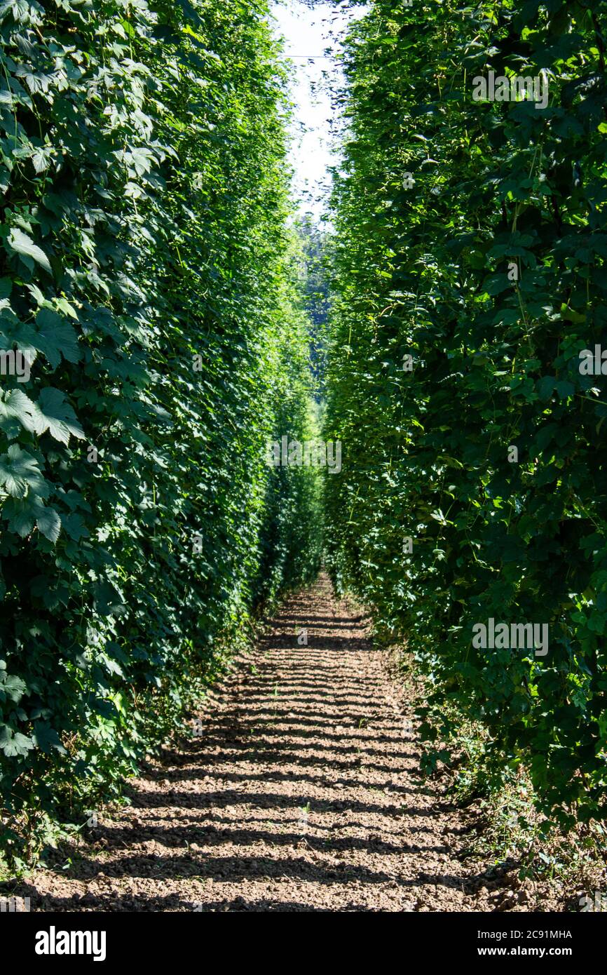Texture de jardin de houblon. Les feuilles de houblon sont vertes et luxuriantes. Tout en gros plan. Banque D'Images