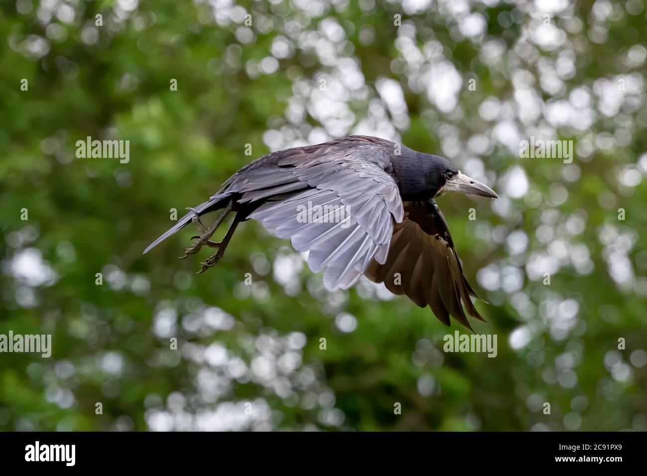 Rook adulte, Corvus frugilegus, en vol contre le feuillage et le fond de bokeh. Ailes abaissées. Hampshire, Royaume-Uni. Banque D'Images